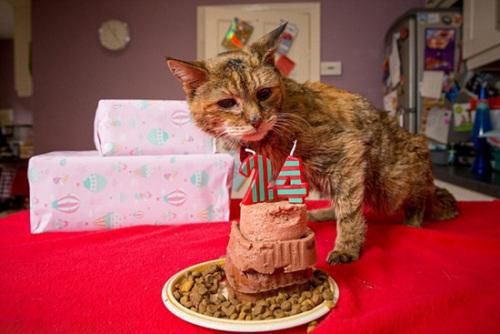 世界最老的宠物猫