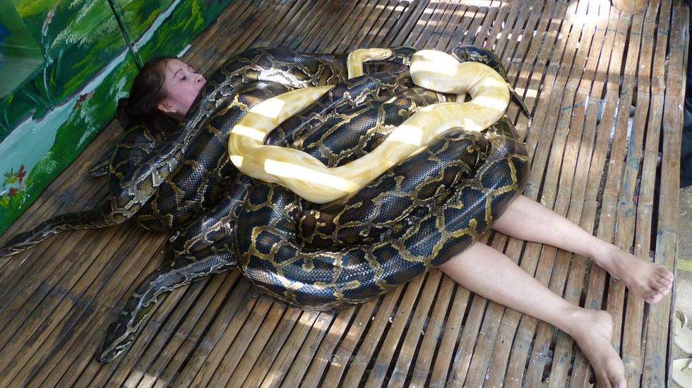 菲律宾动物园推出缅甸蟒按摩服务 组图