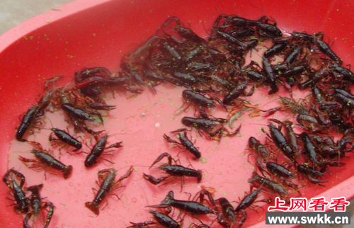 小龙虾有毒吗？