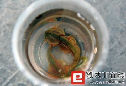 四川半虾半鱼生物实为三眼恐龙虾 图