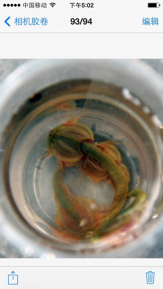 四川半虾半鱼生物实为三眼恐龙虾 图