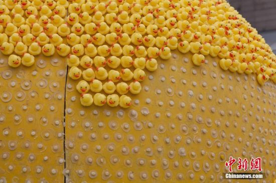 上海大黄梨被拔毛 1.5万只小黄鸭拔走一半 图