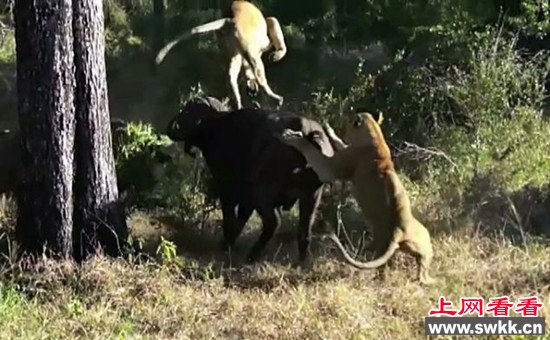 狮牛大战 水牛将母狮甩空中终逃生 图