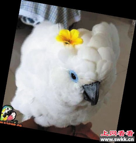 点击图片进入下一页