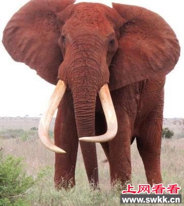 世界最巨型大象惨死原因揭秘:因超长象牙招杀身之祸