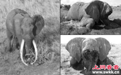世界最巨型大象惨死原因揭秘:因超长象牙招杀身之祸