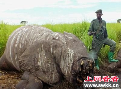 世界最巨型大象惨死 面部连牙带鼻被割掉(图)