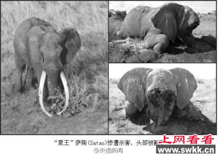 世界最巨型大象惨死 面部连牙带鼻被割掉(图)