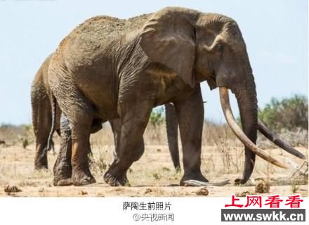 世界最巨型大象惨死 面部连牙带鼻被割掉(图)