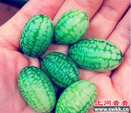 世界上最小西瓜仅有拇指大小 有延年益寿功效
