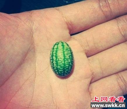 世界上最小西瓜仅有拇指大小 有延年益寿功效
