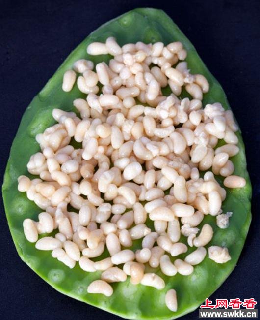 昆虫鱼子酱