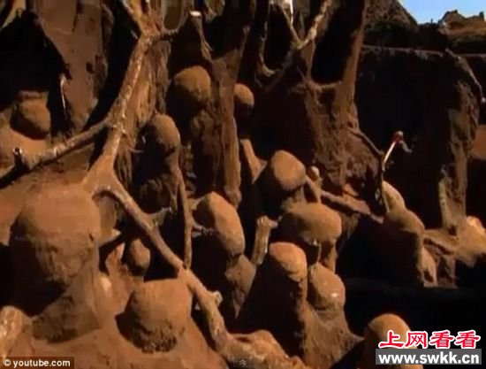 切叶蚁构建的社会复杂程度仅次于人类 切叶蚁构建的社会复杂程度仅次于人类