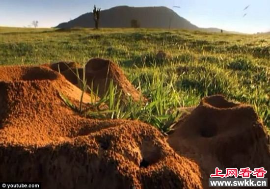 地面上的洞是地下蚂蚁王国存在的唯一线索 地面上的洞是地下蚂蚁王国存在的唯一线索