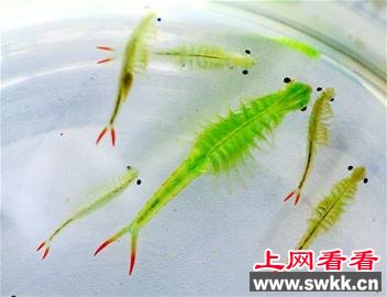 四川发现两亿多年历史的绿色仙女虾 图