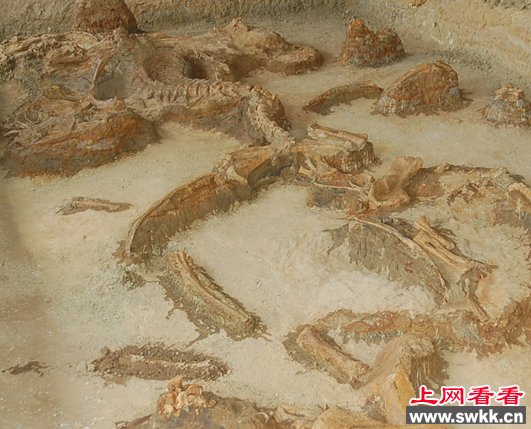 1954年；宁夏发现了龙，这个龙不是中国神龙而是和恐龙类似的物种