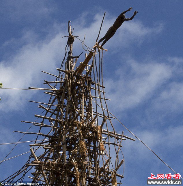 土著成人礼绑藤条90英尺高空蹦极 组图
