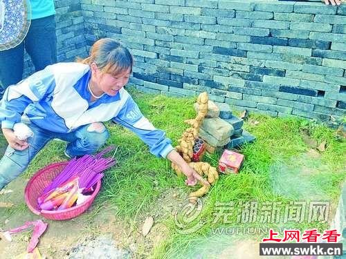 安徽居民发现“黄金龙” 形体似生姜能摆动(图)