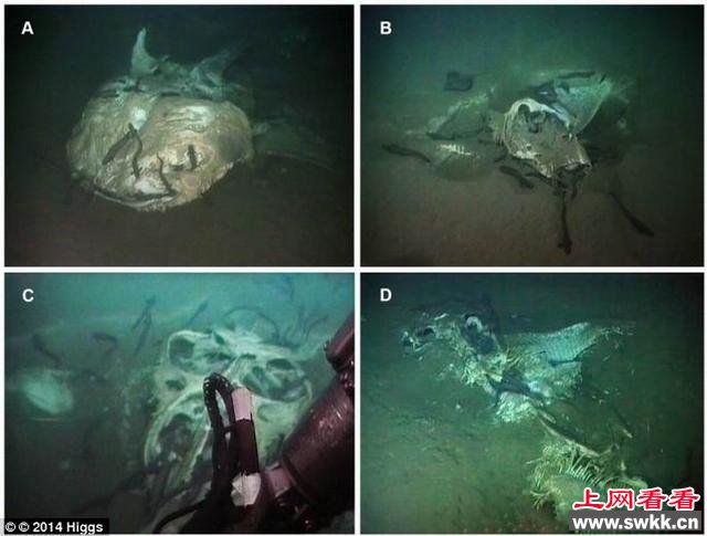 科学家最新发现神秘水怪的“水下墓地”