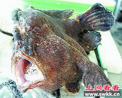 厦门怪鱼长有数只脚能游泳会走路 图