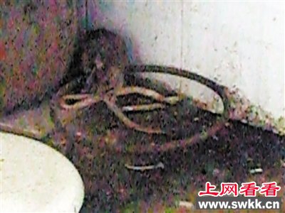 3 蛇鼠大战