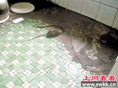 2 蛇鼠对峙