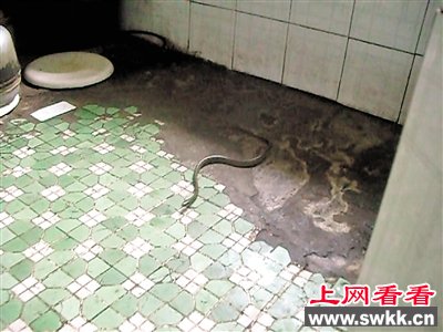 1 蛇出没