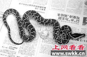 大爷捡到的蛇