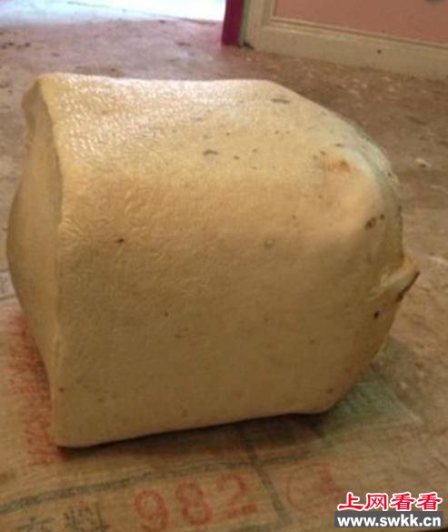 新疆伊犁霍城县再次发现大量白色太岁