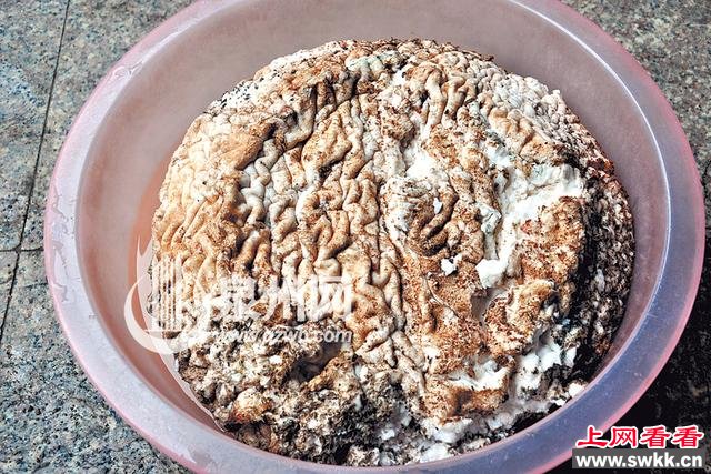 泉州一村民溪边捡回一坨 疑似太岁 图