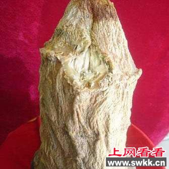 专家:太岁是原生质生物 图
