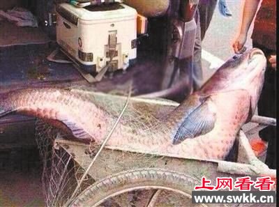 上个月一位云阳居民在石笋河钓到的鲤鱼 上个月一位云阳居民在石笋河钓到的鲤鱼