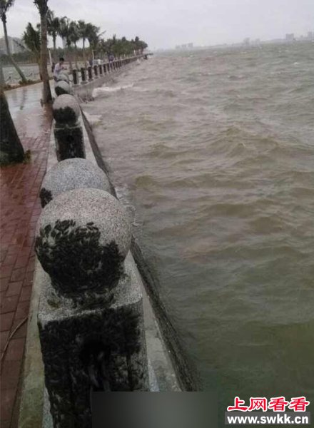 广东湛江海边聚集大量海蟑螂 图