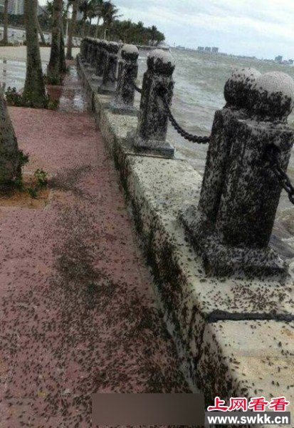 广东湛江海边聚集大量海蟑螂 图