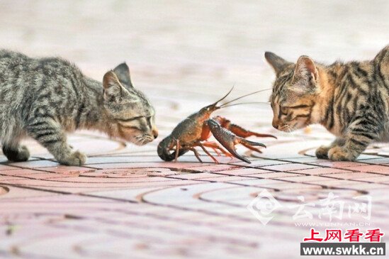 猫虾大战三回合龙虾吓退三只猫(图)