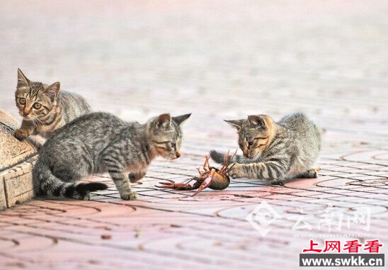 猫虾大战三回合龙虾吓退三只猫(图)
