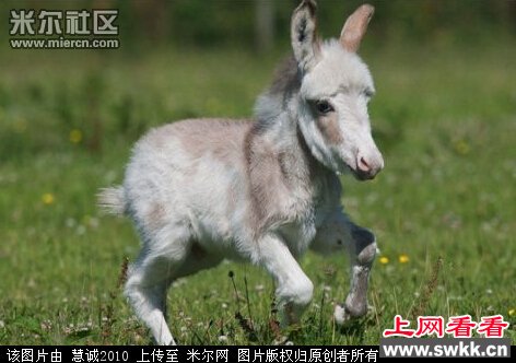 英国迷你小驴降生身高60厘米 图