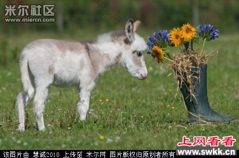 英国迷你小驴降生身高60厘米 图