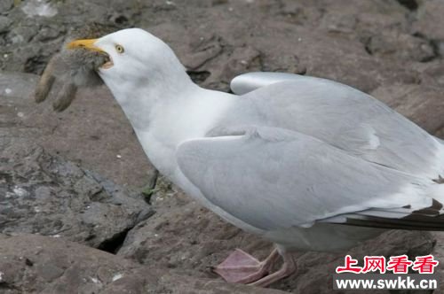 海鸥生吞整只兔子 图