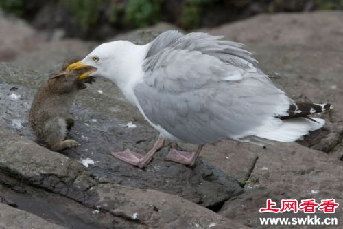 海鸥生吞整只兔子 图