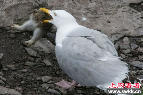 海鸥生吞整只兔子 图