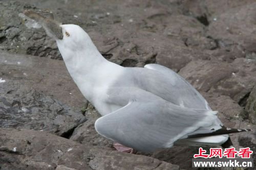 海鸥生吞整只兔子 图