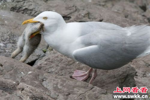 海鸥生吞整只兔子 图