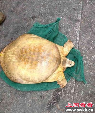 男子野湖捕捞意外收获“土豪金”甲鱼