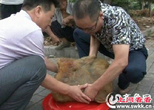 山东现41斤太岁 主人称其会“呼吸”(图)