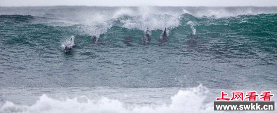 海豚群闯冲浪比赛现场秒杀顶级选手 图