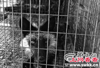陕西数千狐狸因煤矿炮声发狂 一年内死亡