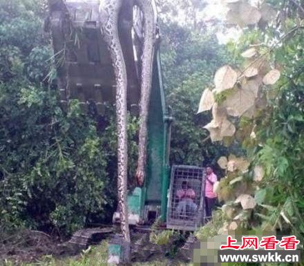 世界上最长最长寿的蛇 图 http://www.swkk.com