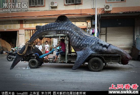 福建石狮渔民开渔误捕巨型鲸鲨 图