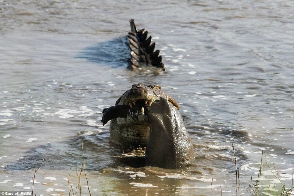南非鳄鱼捕食小河马 组图
